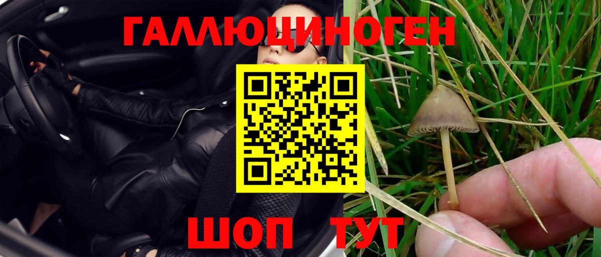 Псилоцибиновые грибы Psilocybe Тулун